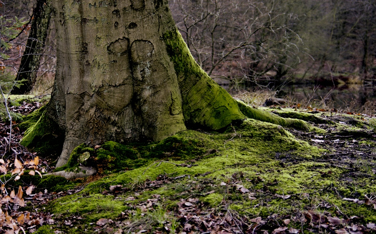 Tristesse im Uelzener Forst 3.jpg