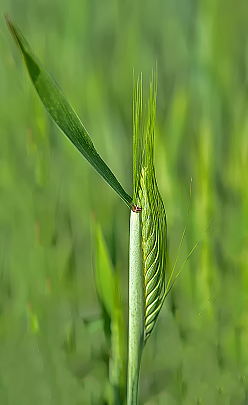 Triticale 7.jpg