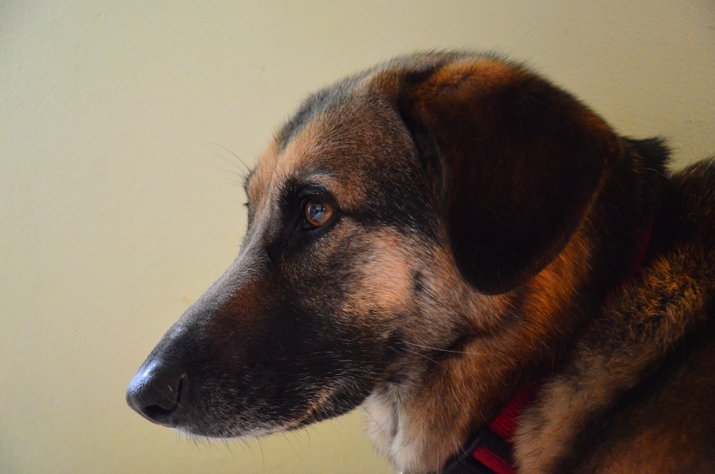 Trixi1