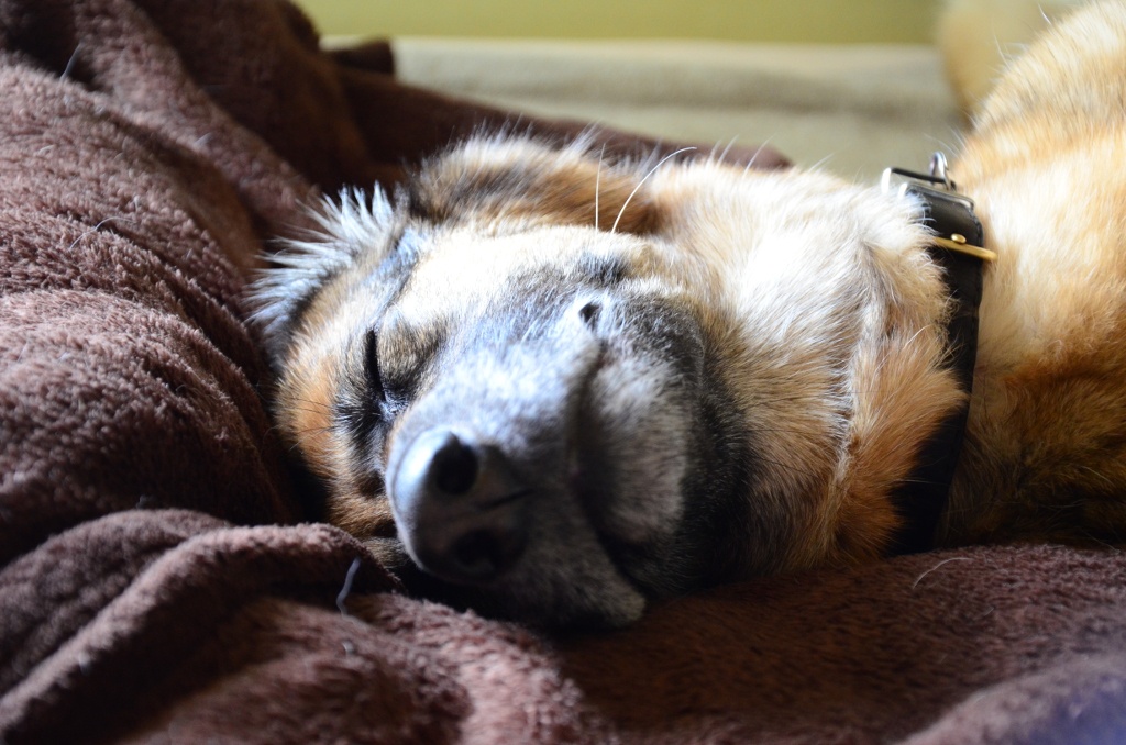 Trixie pennt