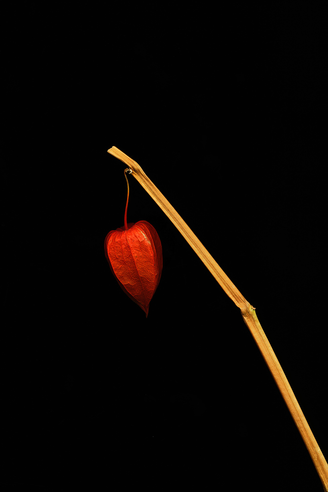 Trockene Blume