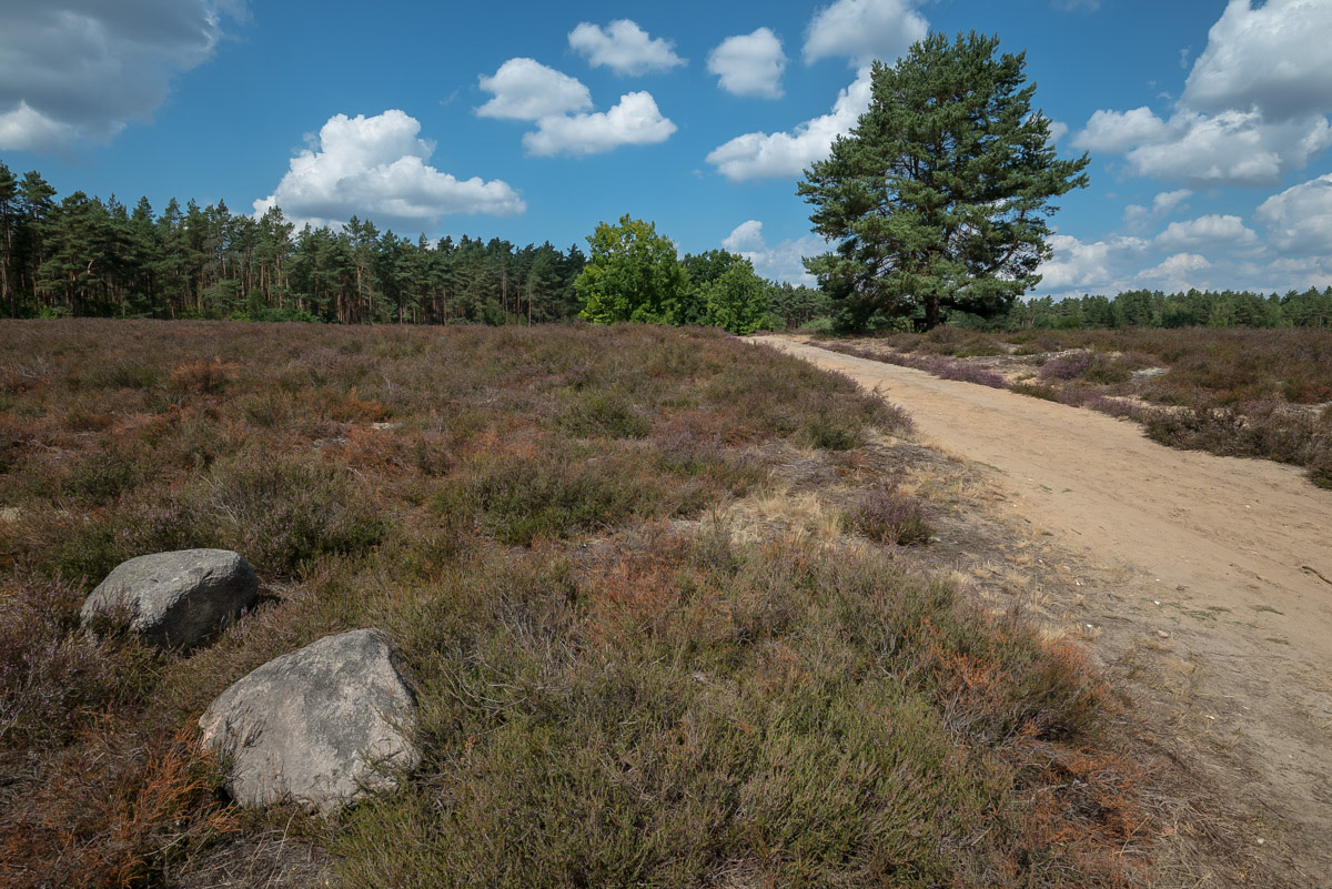 Trockenheide 3 (1 von 1).jpg