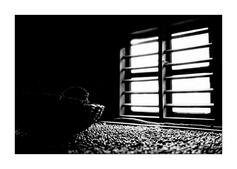 Trocknende Kaffeebohnen am Fenster