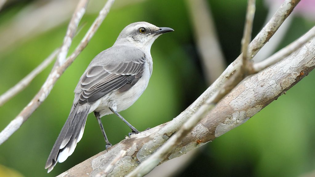 Tropenspottdrossel (Tropical Mockingbird)
Bangara Island
9849