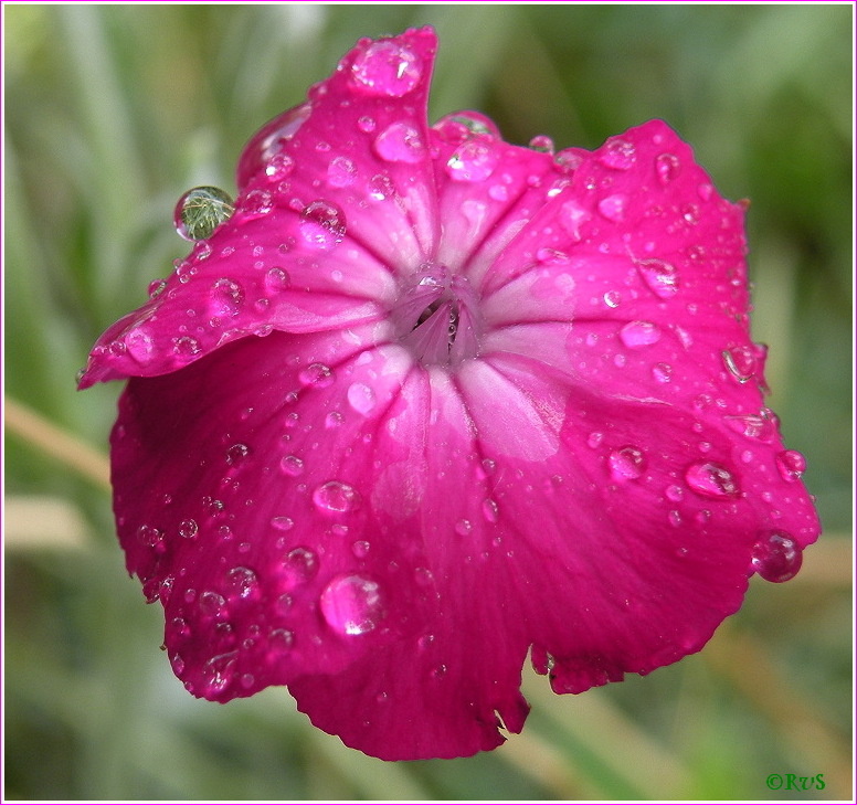 Tropfenblume39