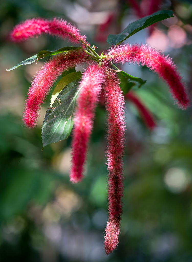 tropische Blüte