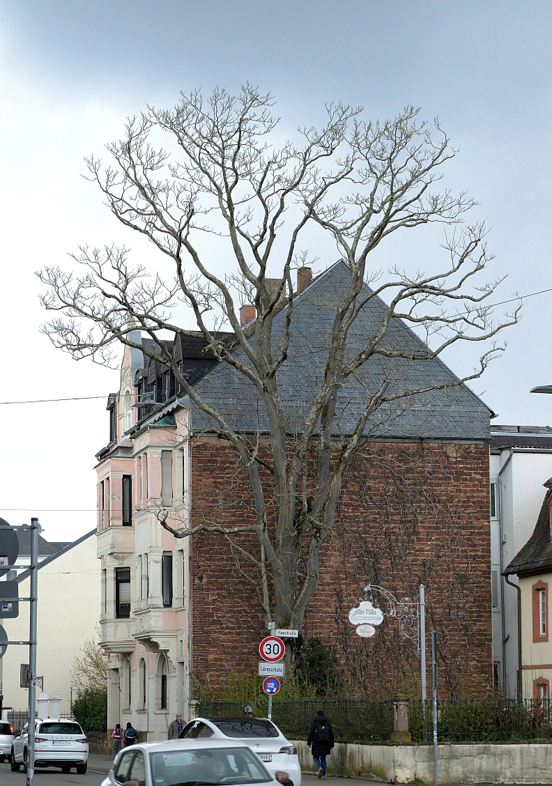 trsaarstr_296.JPG