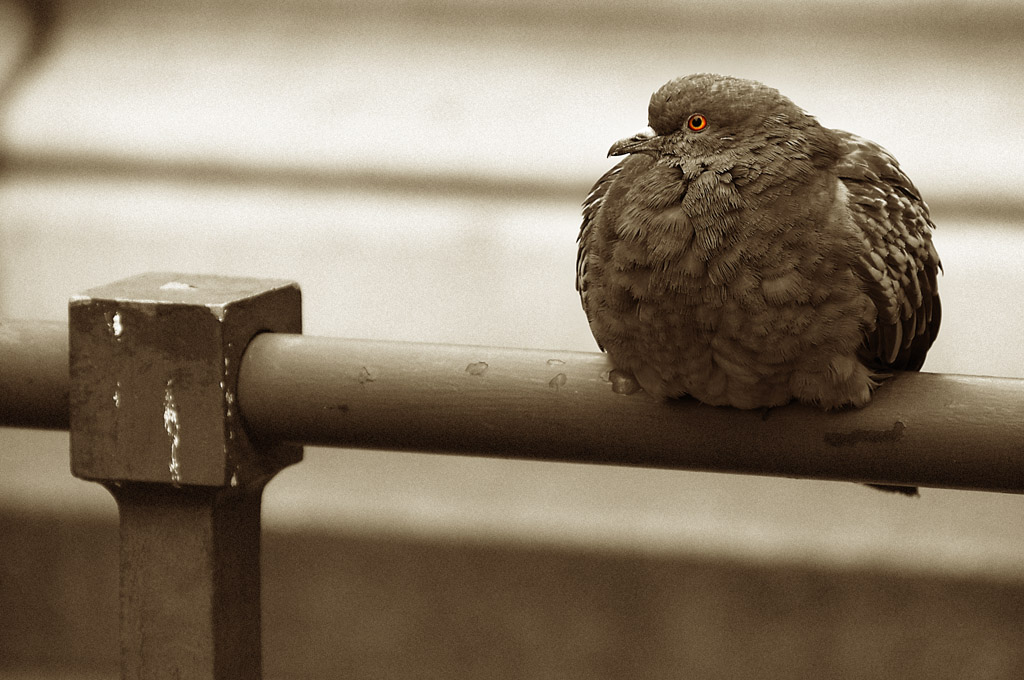 Trude