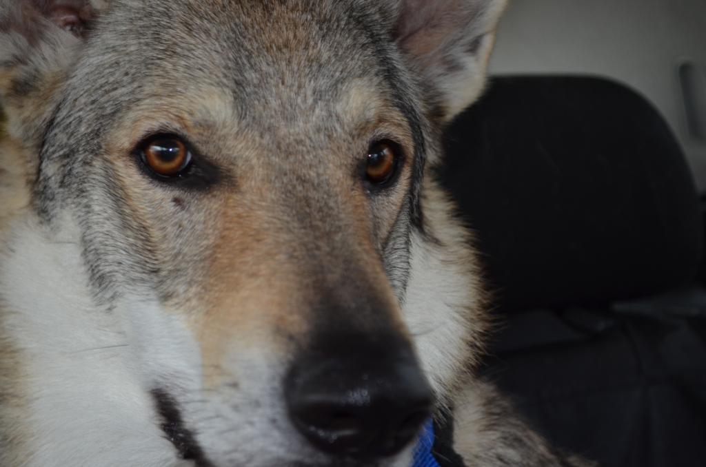 tschechoslowakischerwolfshund