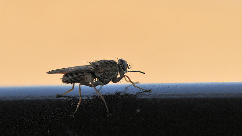 TseTse Fliege.
Die Biester können stechen!!!
Sie stechen auch durch T-Shirt oder Strümpfe
und hinterlassen rote juckende Flecken
0736