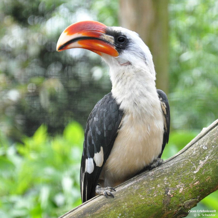Tucan in der Zoom Erlebniswelt
Nikon D90 - 105mm - F5.6 - 1/500 - ISO800