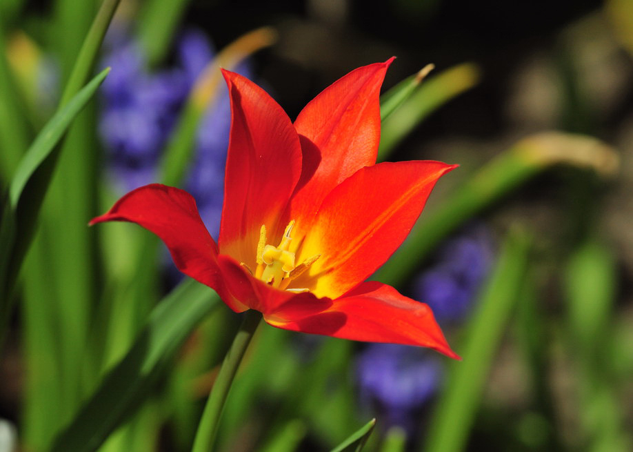 Tulpe 1