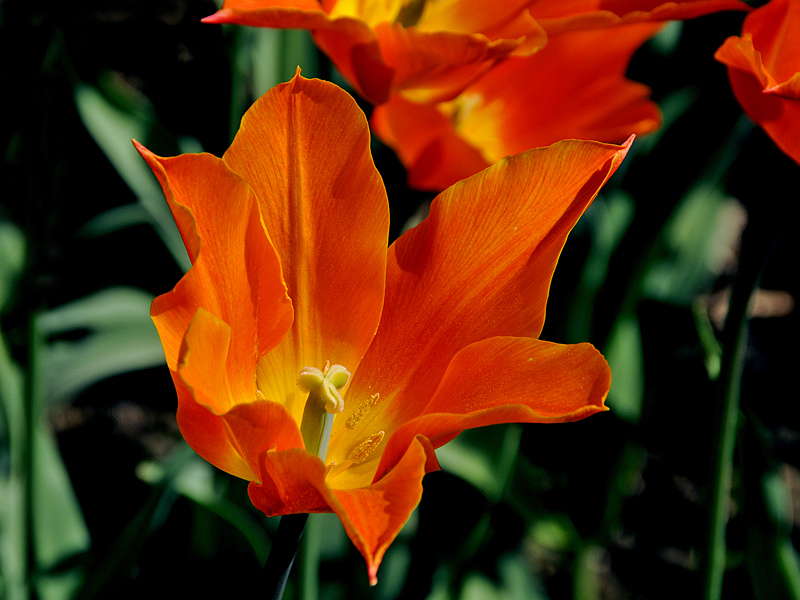Tulpe ( 18-200 )