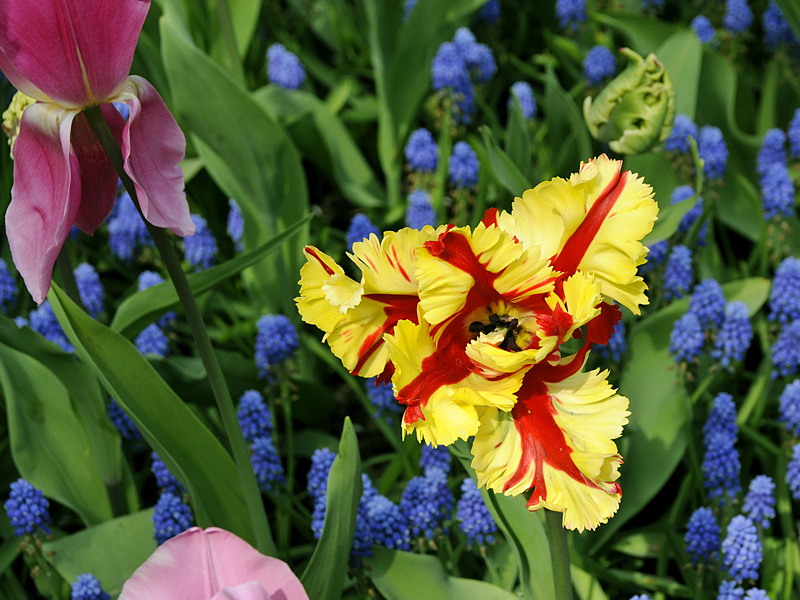 Tulpe ( 18-200 )