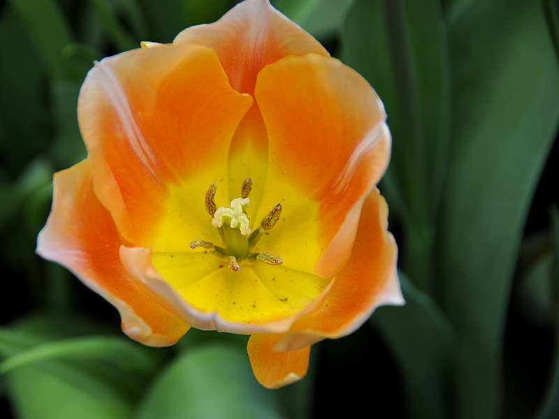 Tulpe ( 18-200 )