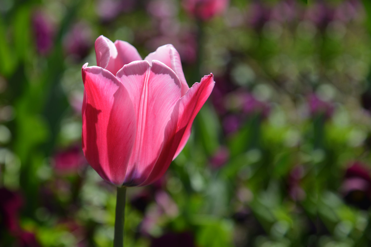 tulpe 21042017