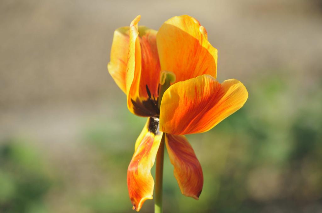 Tulpe am Ende