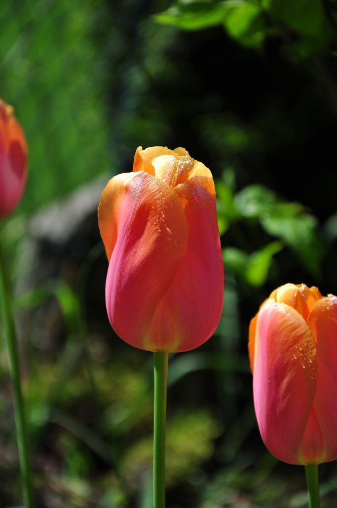 Tulpe am Morgen