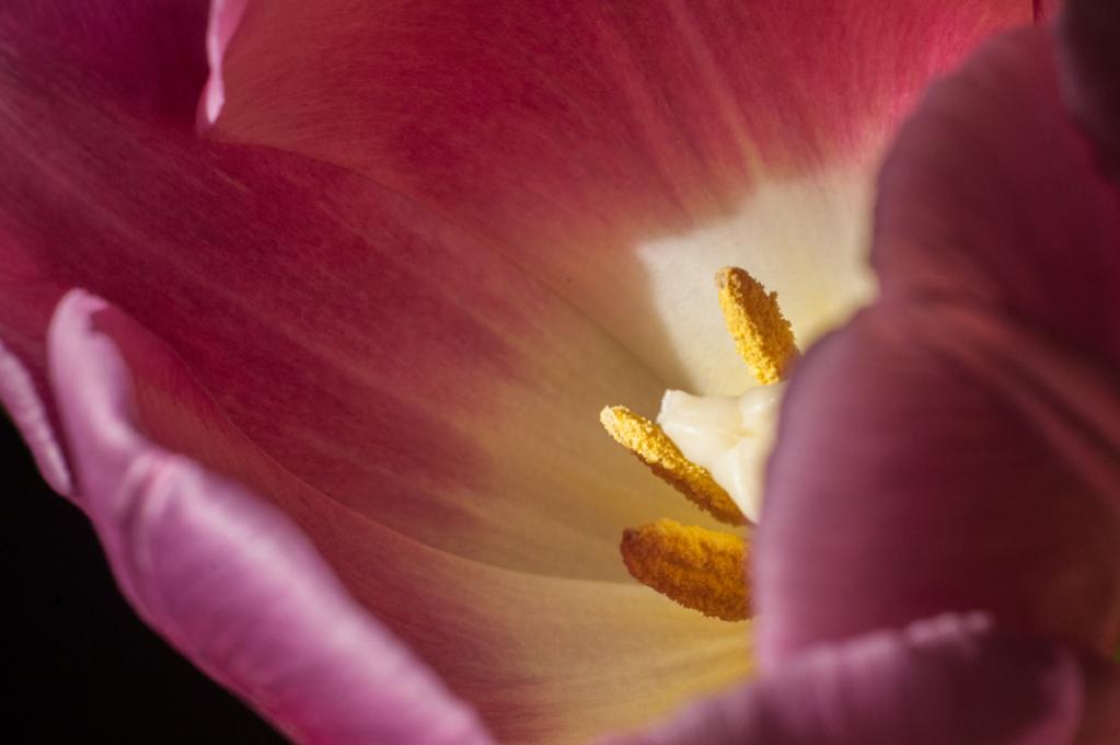 Tulpe bearbeitet 1