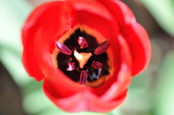 tulpe DSC 1850
