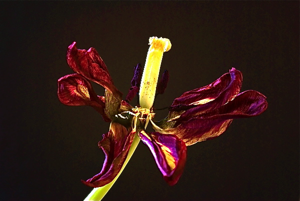 Tulpe dunkel