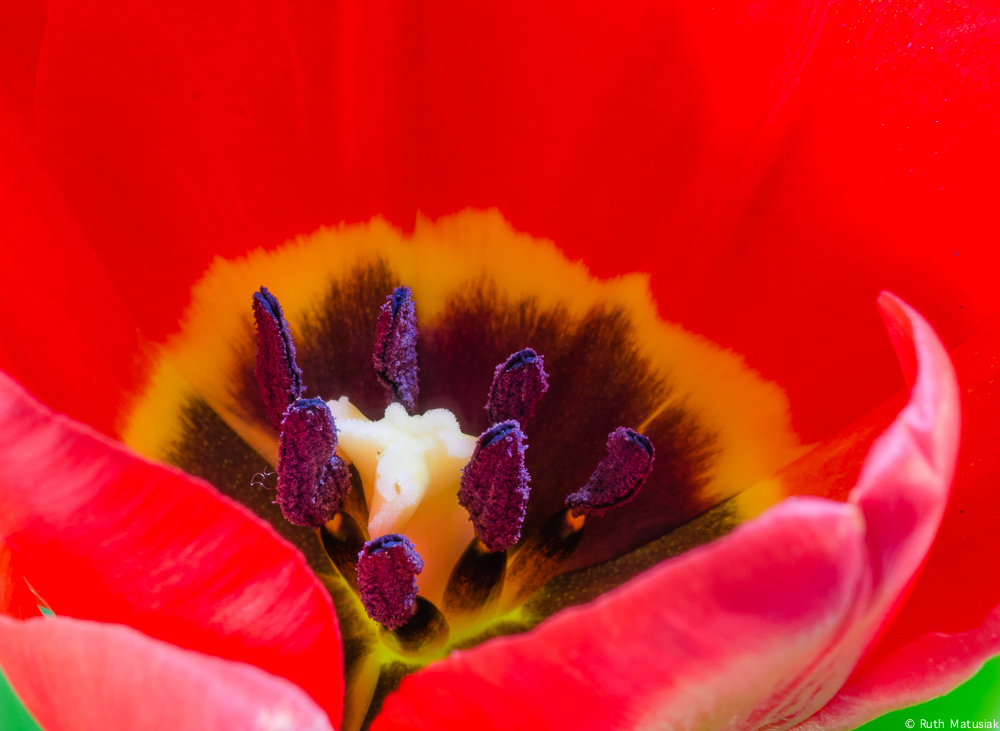 Tulpe Einzelblüte
