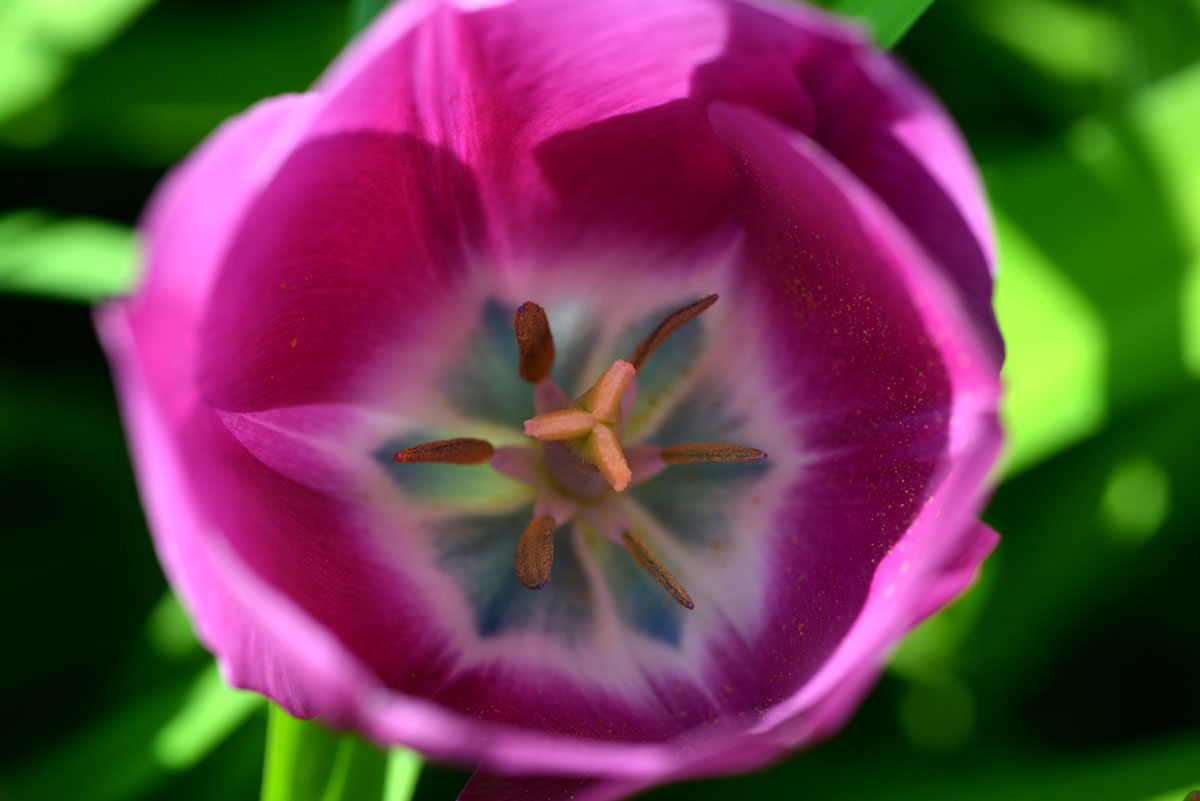 tulpe farbenfroh