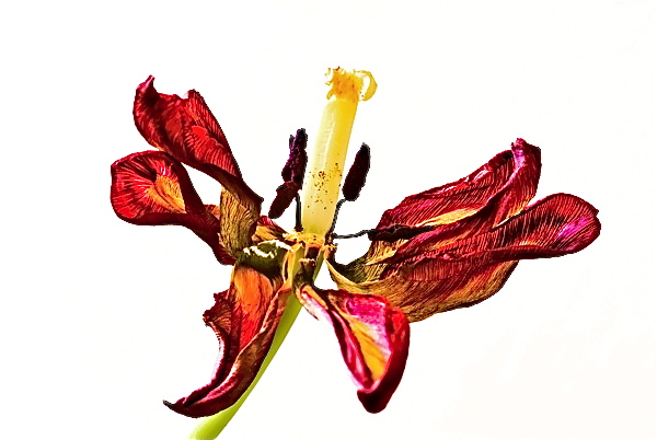 Tulpe hell