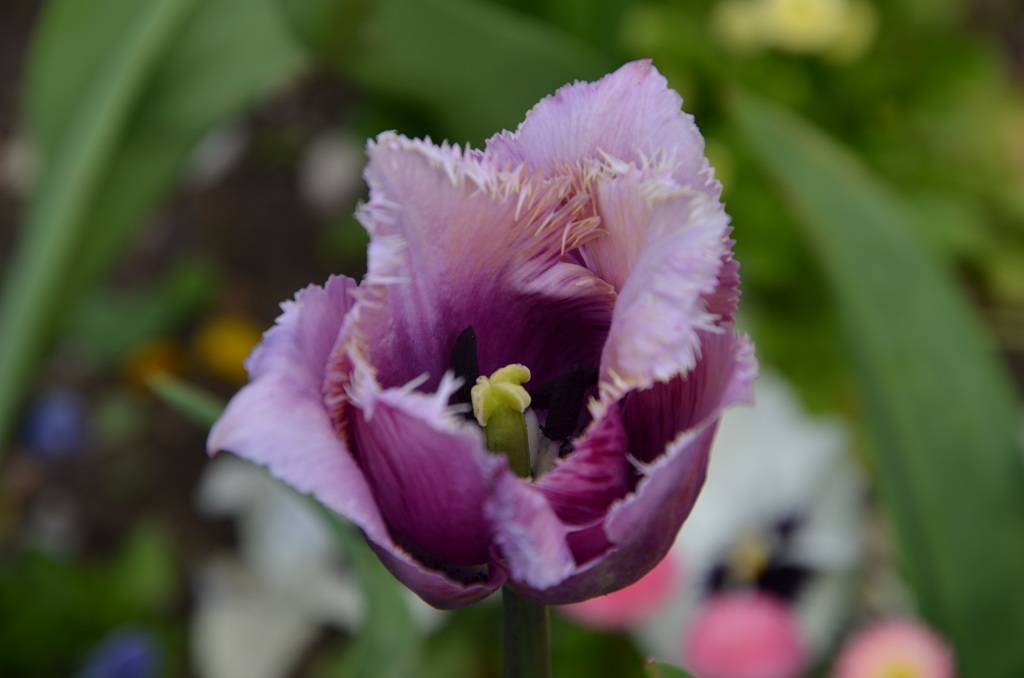 Tulpe I