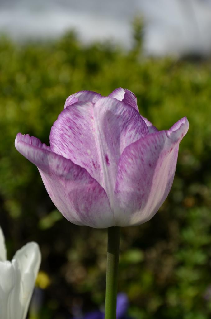 Tulpe II