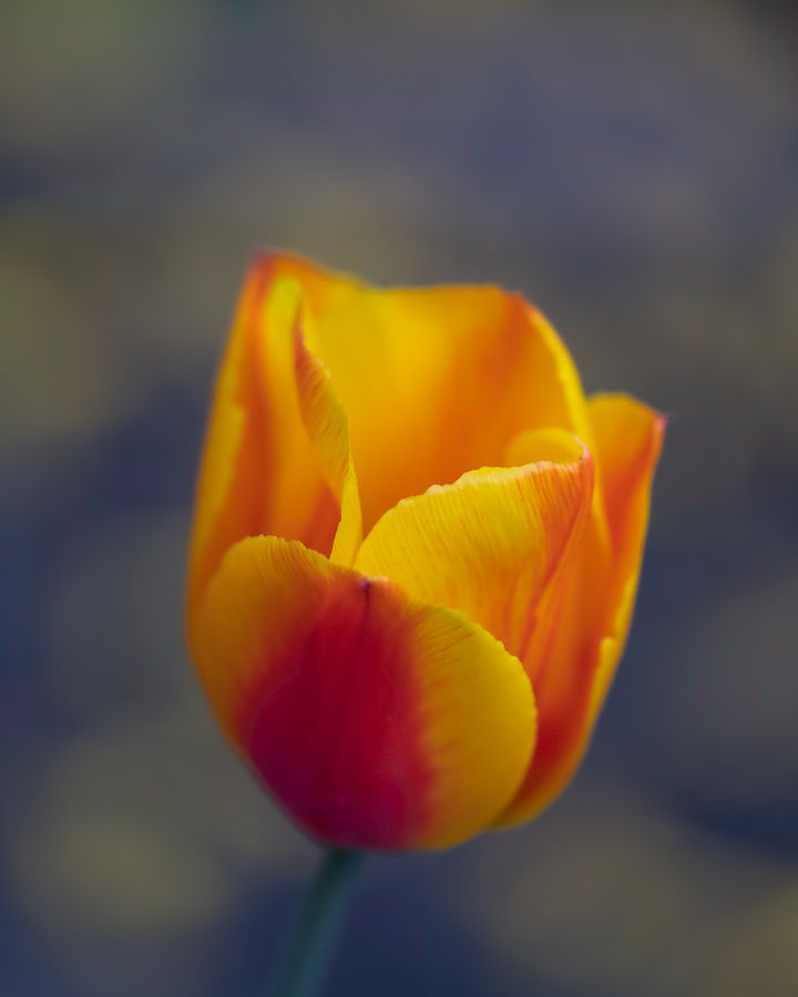 Tulpe im Vorgarten.jpg