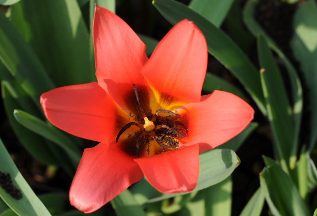 Tulpe IV