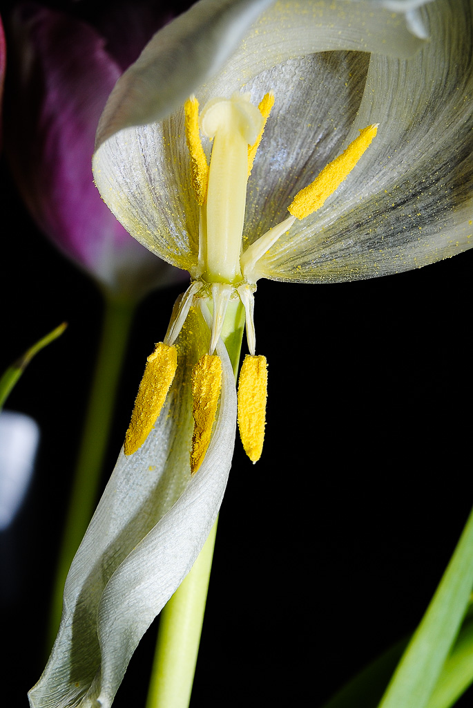 Tulpe kaputto