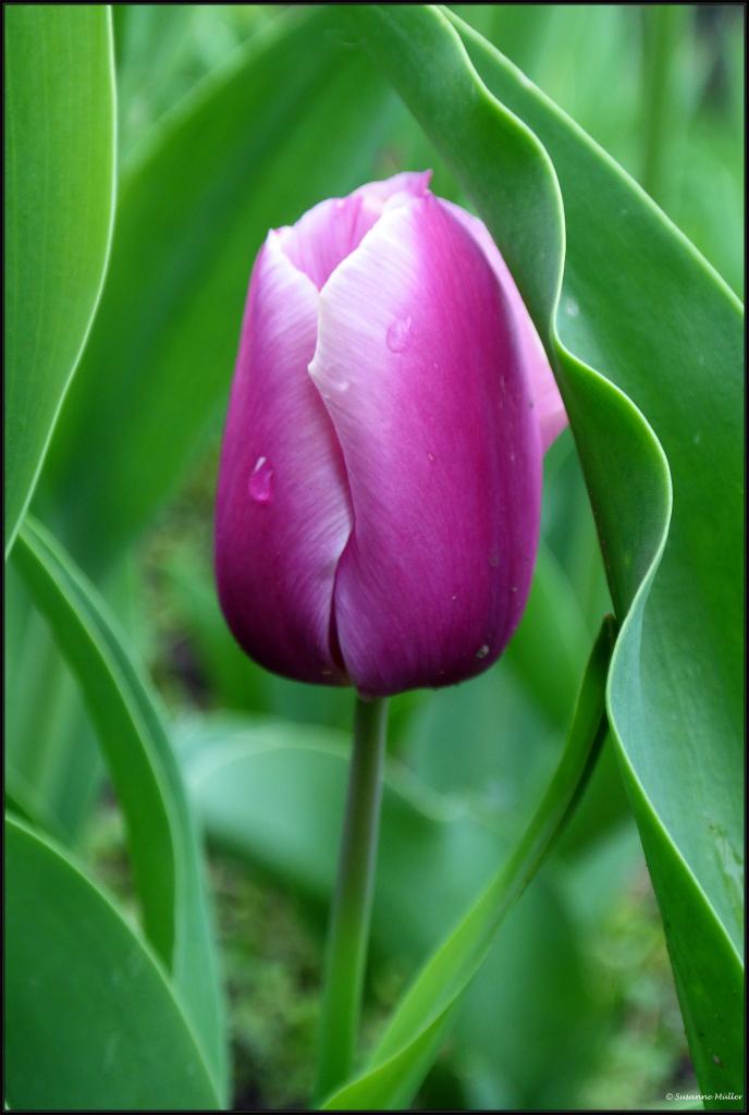 Tulpe lila