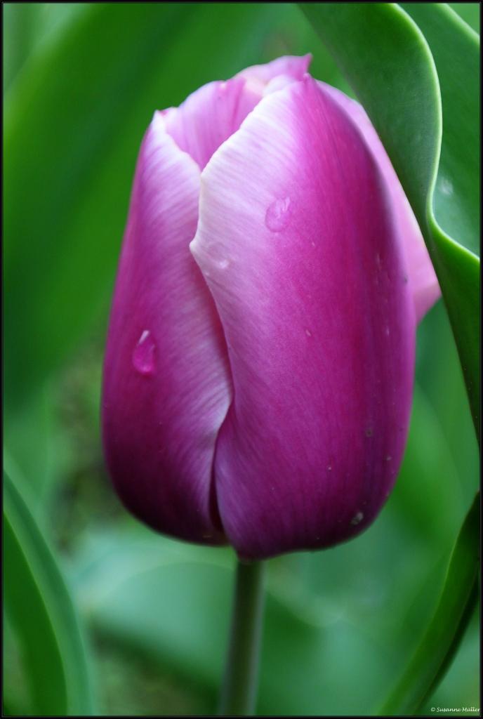 Tulpe lila