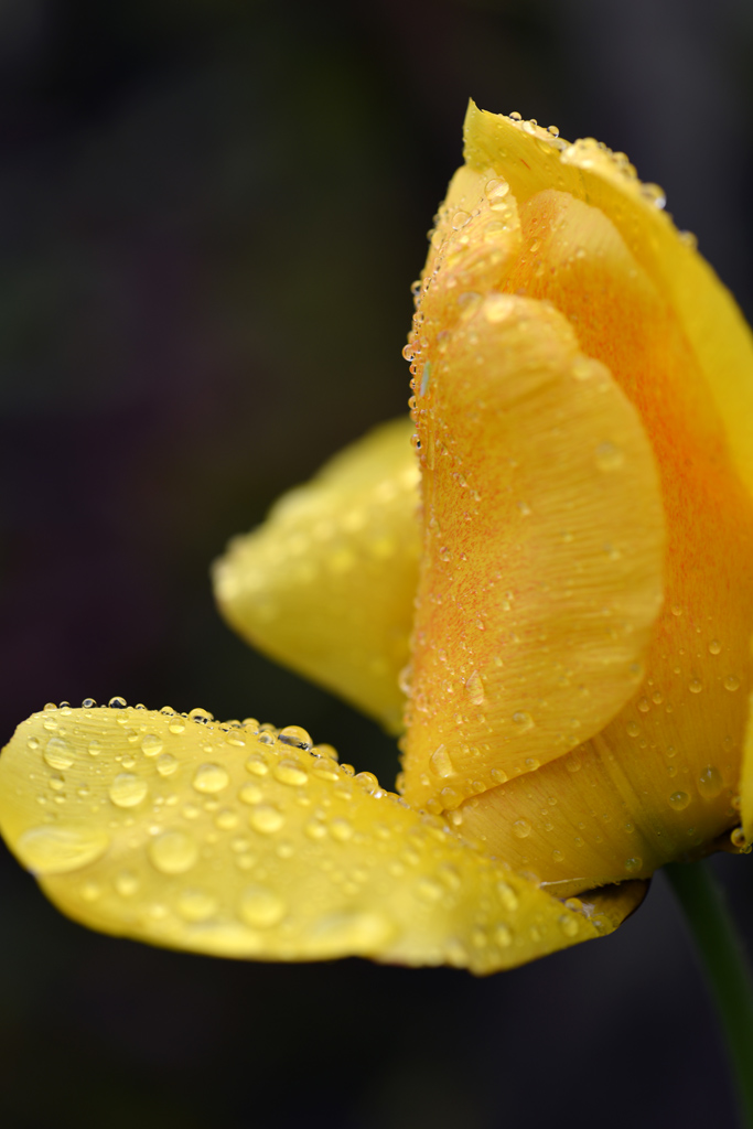 Tulpe nach Regen