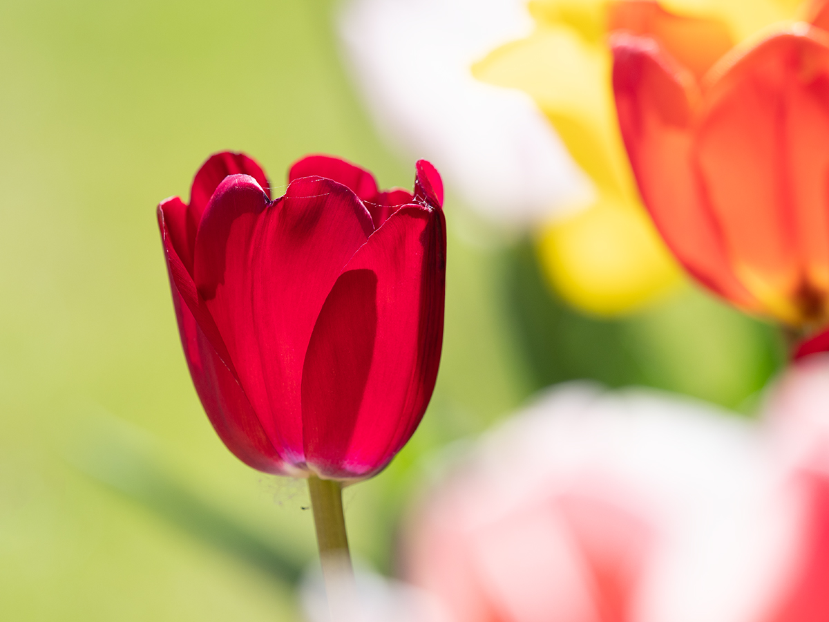 Tulpe P4210148.jpg