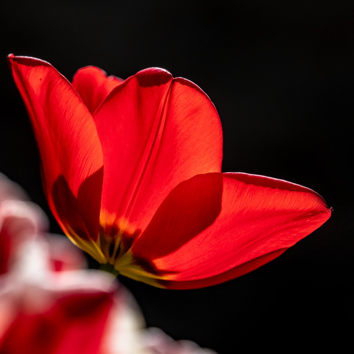 Tulpe P4210157.jpg