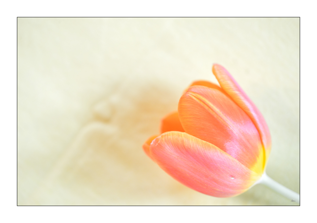 Tulpe PZ16301