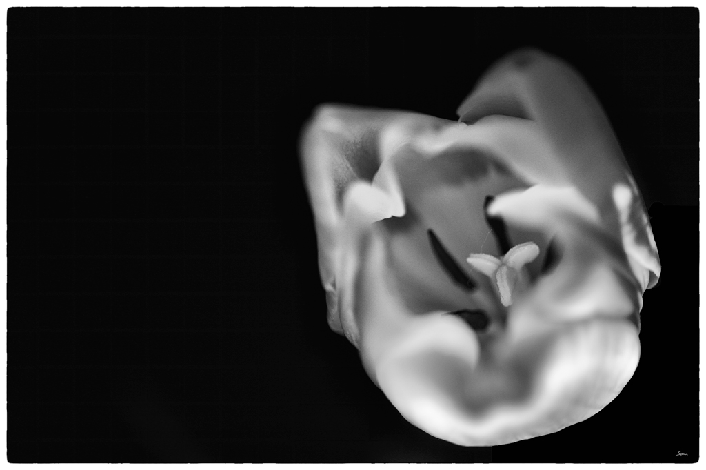 Tulpe PZ16509