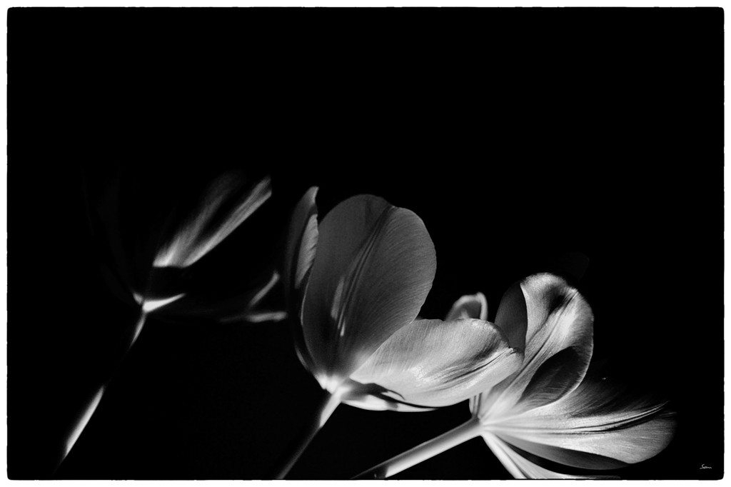 Tulpe PZ16533