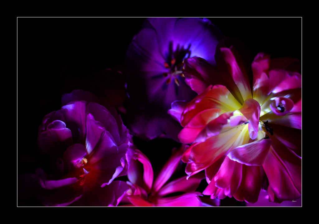 Tulpe PZ16550