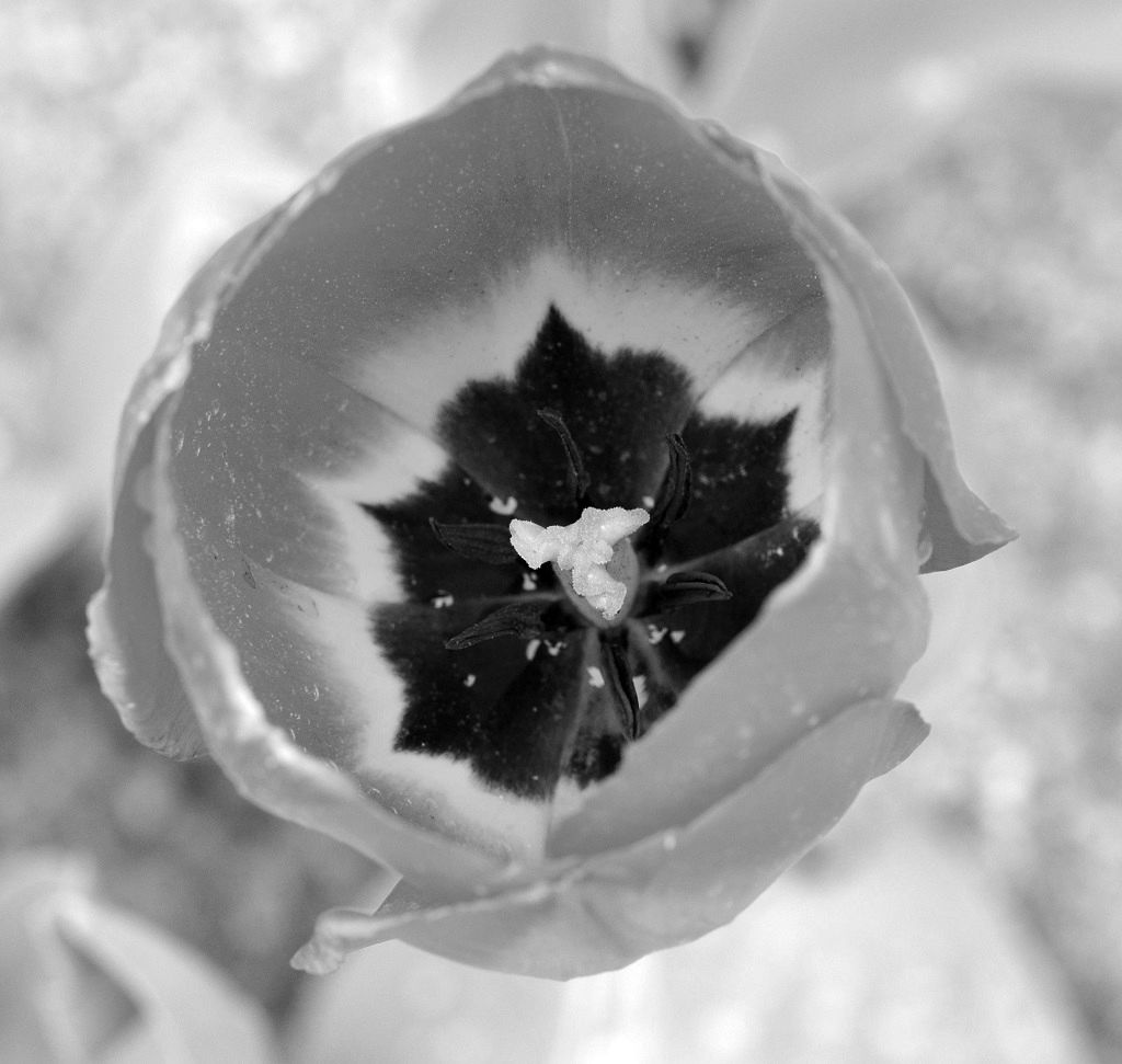 Tulpe sw