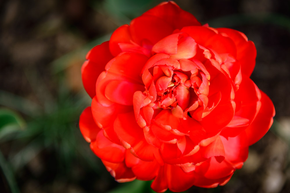 Tulpe (Tulipa)