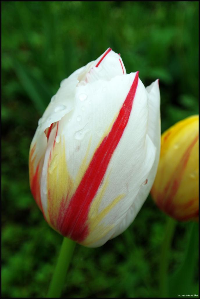 Tulpe weiß