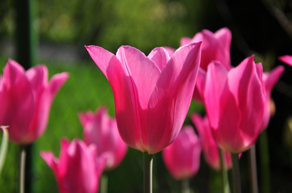 Tulpe
