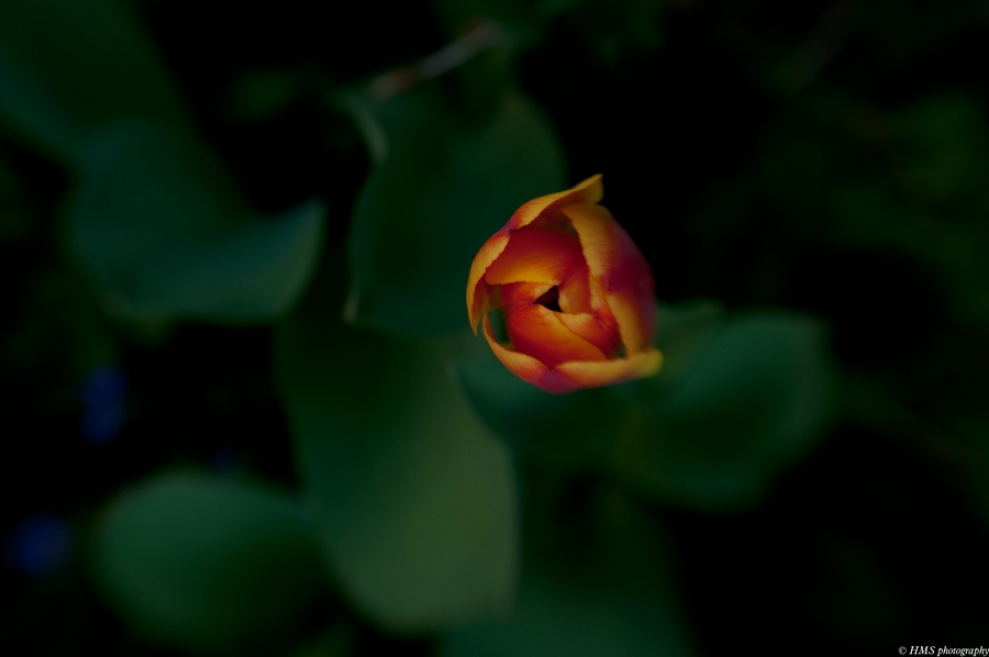 Tulpe