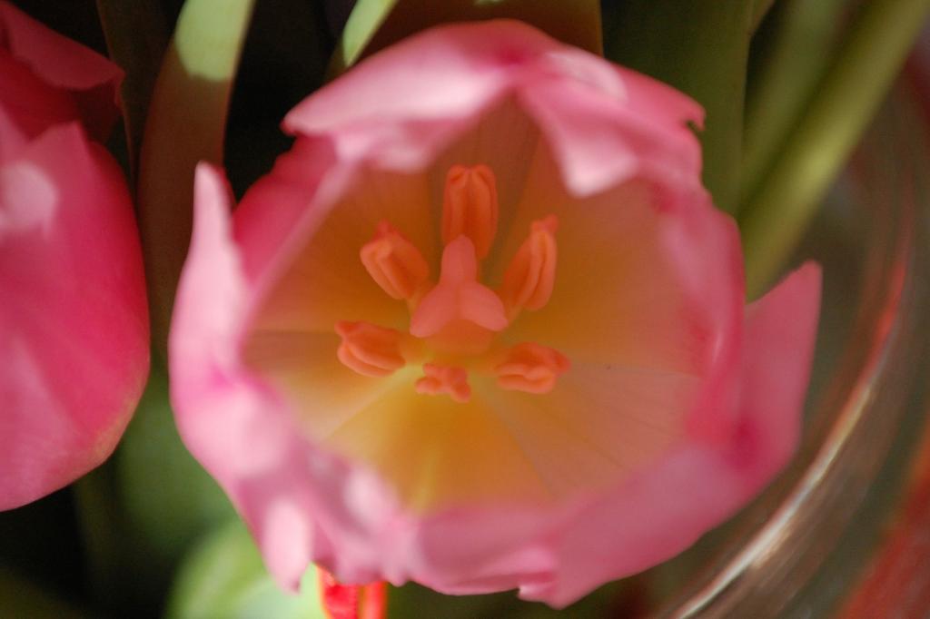 Tulpe
