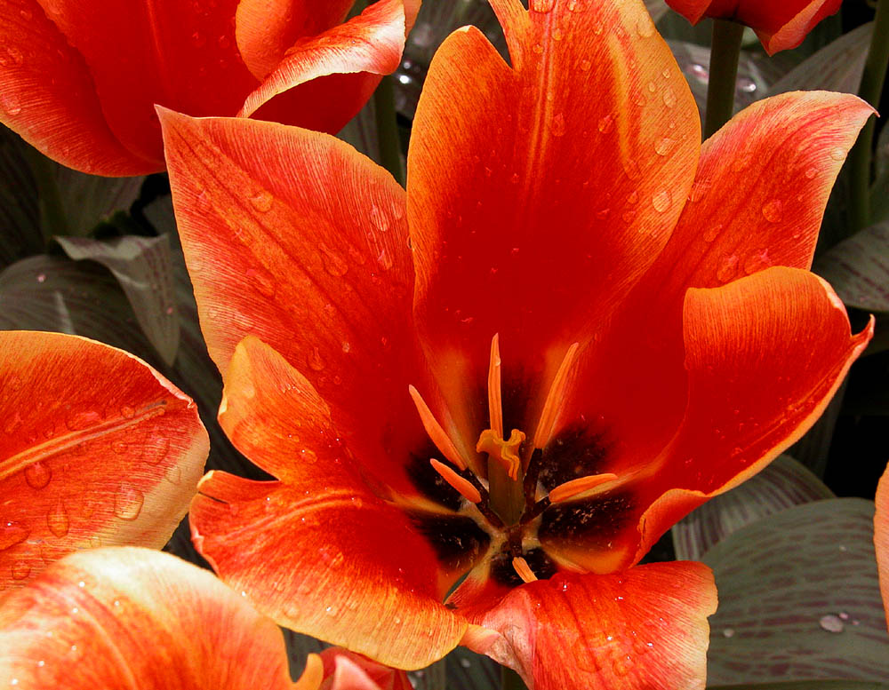 tulpe