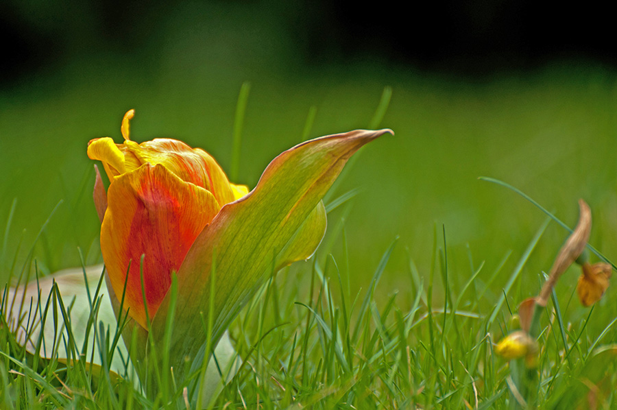 Tulpe